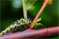 nature Punker &hellip;