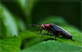 Cantharis rust&hellip;