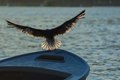 landing (boati&hellip;
