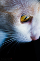 Eye of the Tig&hellip;