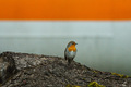 moj background&hellip;