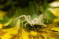 bijeli spider &hellip;