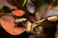 curculio eleph&hellip;
