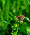 rista na vrhu &hellip;