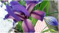 iris ili perun&hellip;