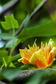 liriodendron i&hellip;