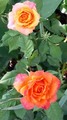 za Vatrene... &hellip;