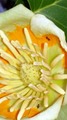 mravi na tulip&hellip;