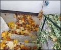 vjetar srušio &hellip;