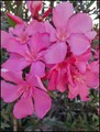 moj oleander i&hellip;