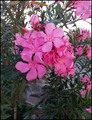 rozi oleander