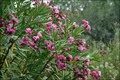 oleander u cva&hellip;