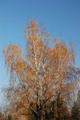 jesen jedne br&hellip;