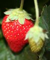 Strawberry fie&hellip;