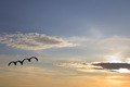 Kites in the a&hellip;