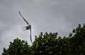 Acrobatic Gyrf&hellip;