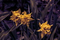 Mystical flowe&hellip;