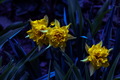 Mystical flowe&hellip;