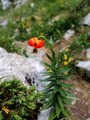 Kranjski ljilj&hellip;