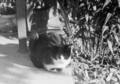 mala purgerka