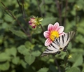 Papilio machao&hellip;