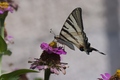 Papilio machao&hellip;