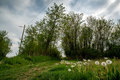 Maslačci pored&hellip;