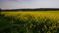 Polje uljane r&hellip;