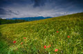 Polje raži pos&hellip;