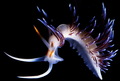 Cratena peregr&hellip;