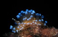 Janolus crista&hellip;