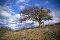 The Tree of Va&hellip;