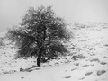 Druidska krušk&hellip;