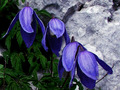 Clematis alpin&hellip;