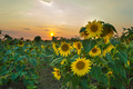 odkrenuti sunc&hellip;