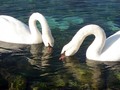 gle, nešto smo&hellip;