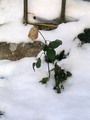 susjedova ruža&hellip;