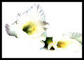 dream flower
