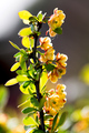 Berberis