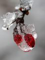 Ledene bobice