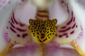 Alienoidna orh&hellip;
