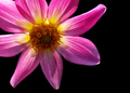 Yellowpink x 8