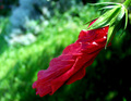 Uvrnuti hibisk&hellip;