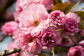 Pinky pink