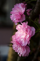 Spring in pink