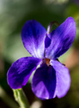 Lilika