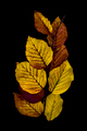 Herba(life)