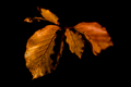 (Posljednji) p&hellip;