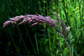 Pink, pink gra&hellip;