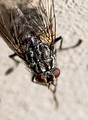 U solariju